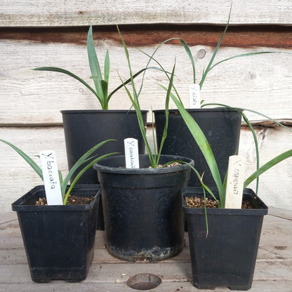 Yucca baccata, faxoniana, coahuilensis, elata, capensis