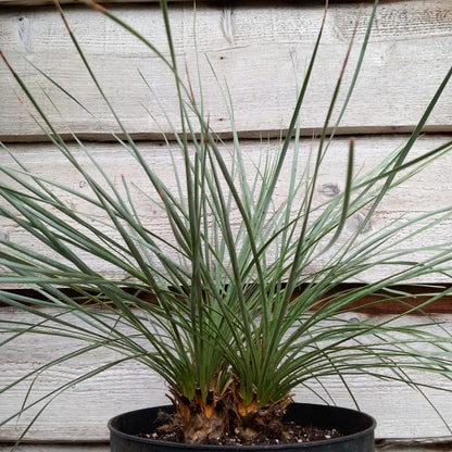 Yucca rostrata double