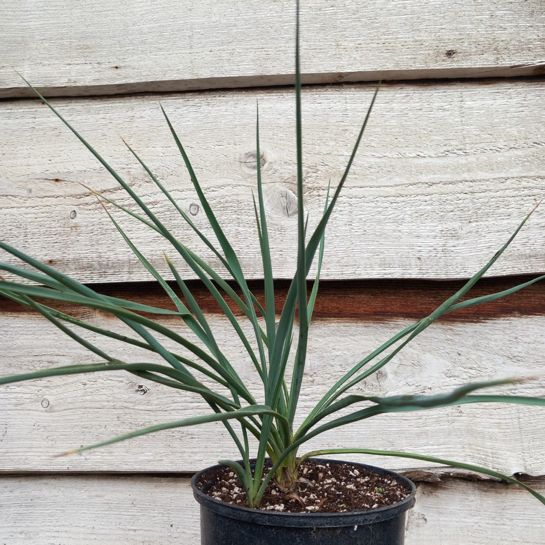 Yucca hybrid: fil/flax x sp. piedras negras (No. 201)
