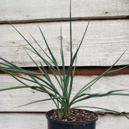 Yucca hybrid: fil/flax x sp. piedras negras (No. 201)