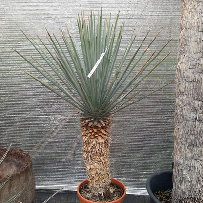 Yucca rigida