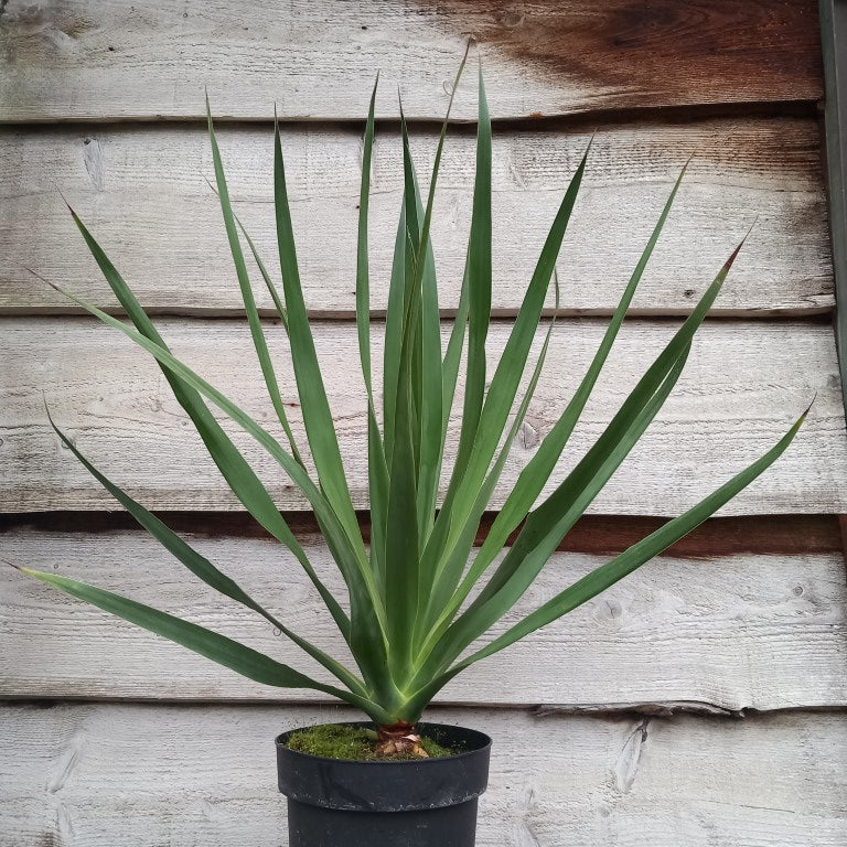 Dracaena draco, total 80 cm, pot 20 cm