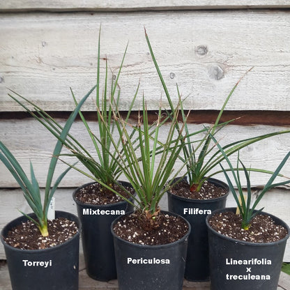 Yucca torreyi, mixtecana, periculosa, filifera, hybrid linearifolia galeana x treculeana