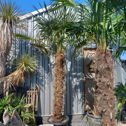 Trachycarpus fortunei 160 cm trunk/stam