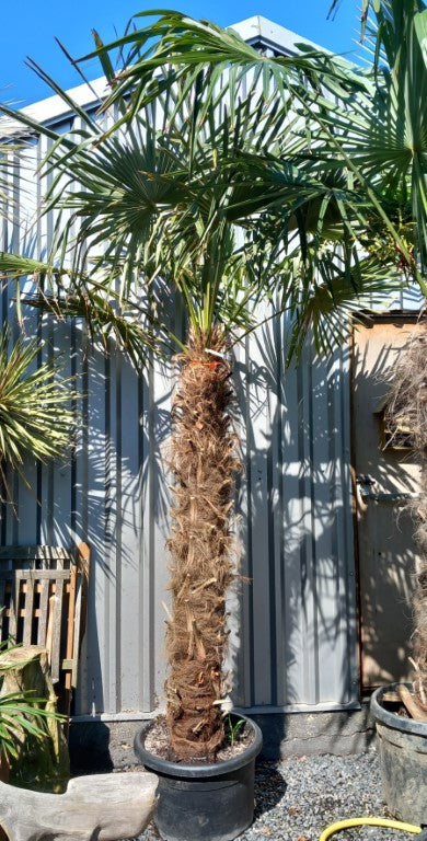 Trachycarpus fortunei 160 cm trunk/stam
