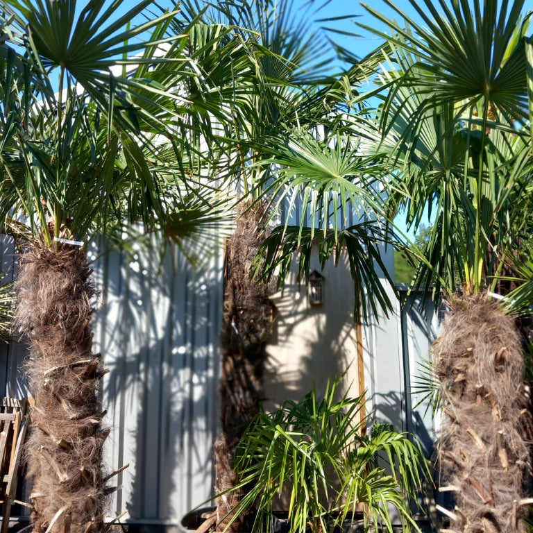 Trachycarpus fortunei 200 cm trunk/stam