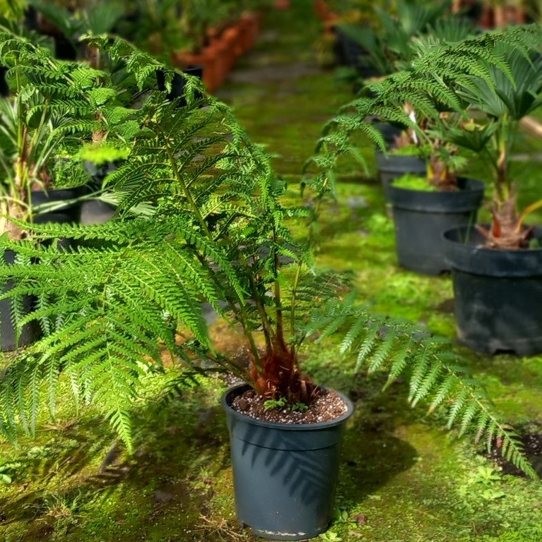 Dicksonia antarctica