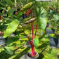 Colocasia esculenta Hawaiian Punch