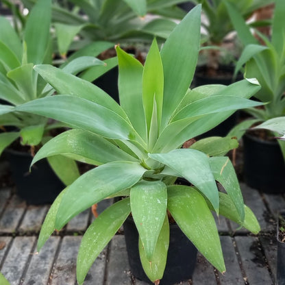 Agave attenuata