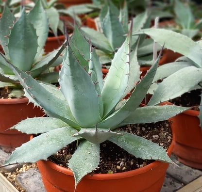 Agave parrasana