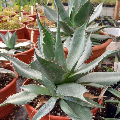 Agave parrasana