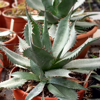 Agave parrasana