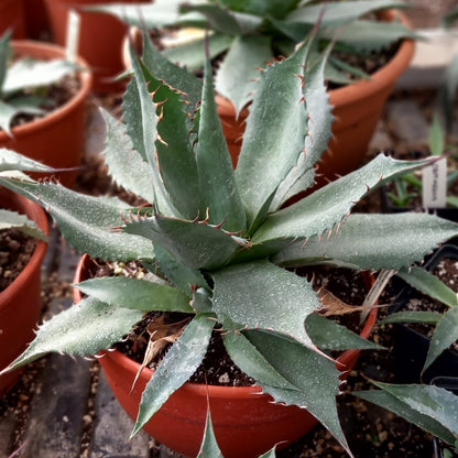 Agave parrasana