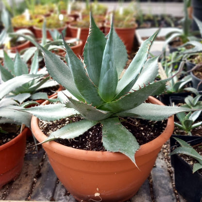 Agave parrasana, diam. 35-40 cm