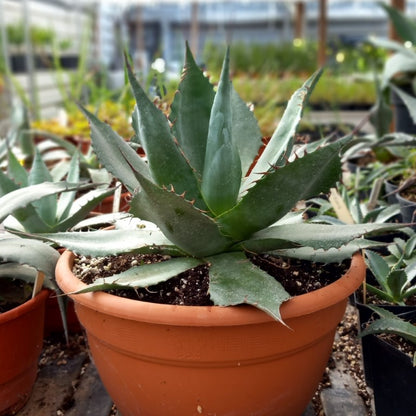 Agave parrasana, diam. 35-40 cm