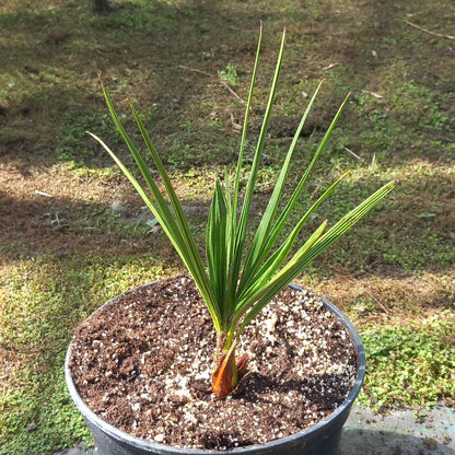 Chamaerops humilis vulcano