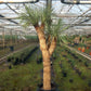Yucca rostrata multihead