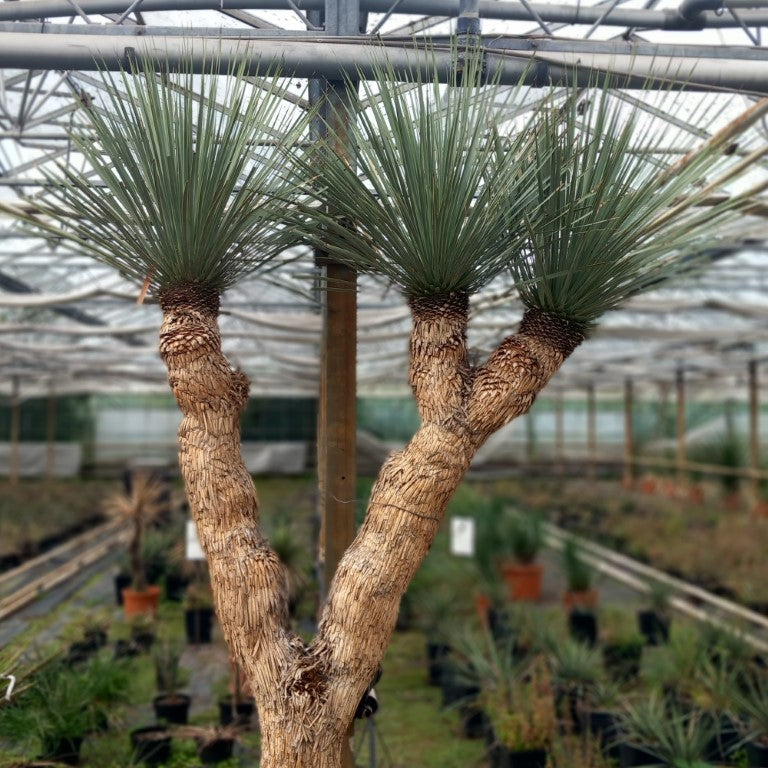 Yucca rostrata multihead