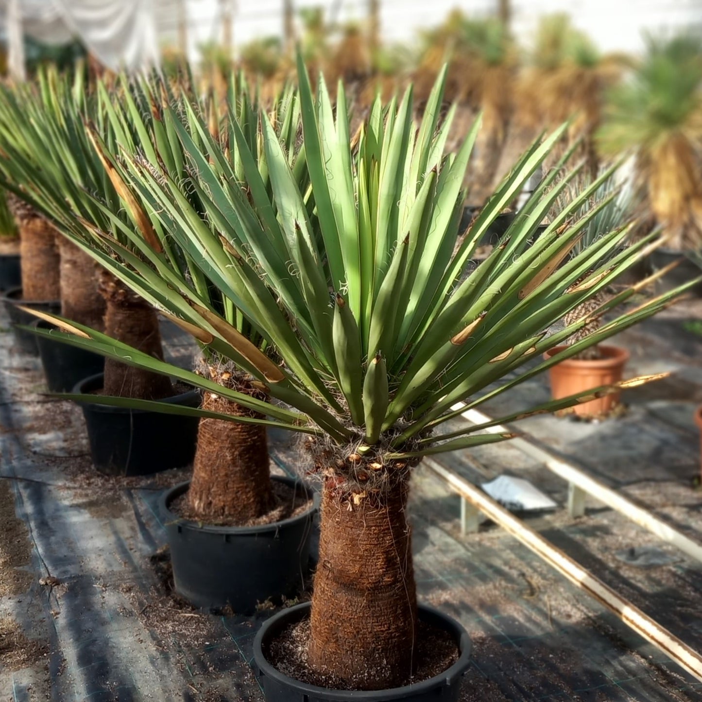 Yucca faxoniana, stem/plant/total 80/145/175 cm
