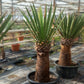 Yucca faxoniana, stem/plant/total 70/135/165 cm
