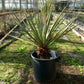 Yucca faxoniana, trunk/plant/total 33/95/115 cm