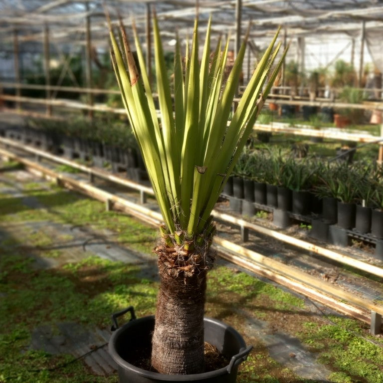 Yucca faxoniana, stem/plant/total 60/130/157 cm