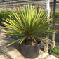 Yucca faxoniana, stem/plant/total 65/150/175 cm
