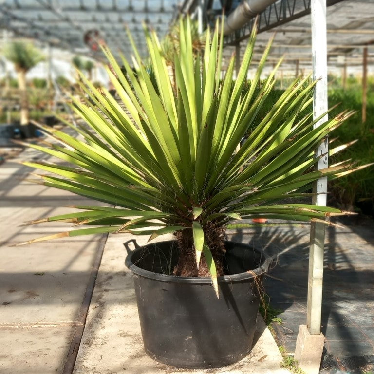Yucca faxoniana, stem/plant/total 65/150/175 cm