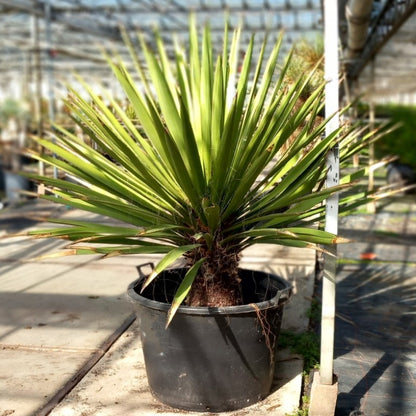 Yucca faxoniana, stem/plant/total 65/150/175 cm