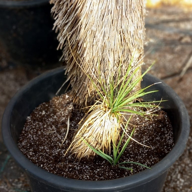 Yucca linearifolia untrimmed, stem/plant/total 80+15/105/130 cm