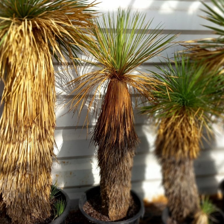 Yucca linearifolia untrimmed, stem/plant/total 90/1125/150 cm
