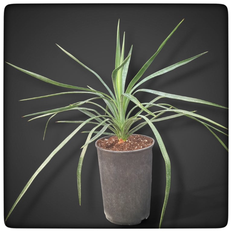 Yucca desmettiana, stem/plant/total 8/46/65 cm, 3 ltr. pot (No. 1)