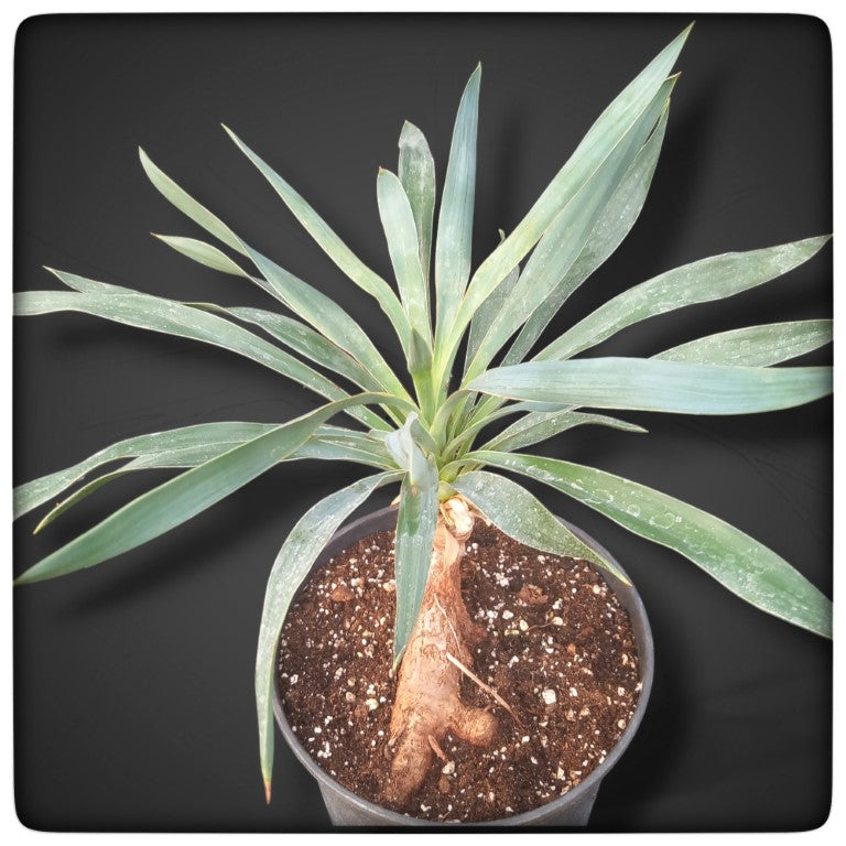 Yucca desmettiana, stem/plant/total 8/35/48 cm, 3 ltr. pot (No. 2)