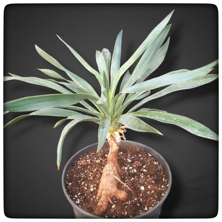 Yucca desmettiana, stem/plant/total 8/35/48 cm, 3 ltr. pot (No. 2)