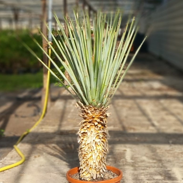 Yucca rigida, stem/plant/total 50/100/125 cm