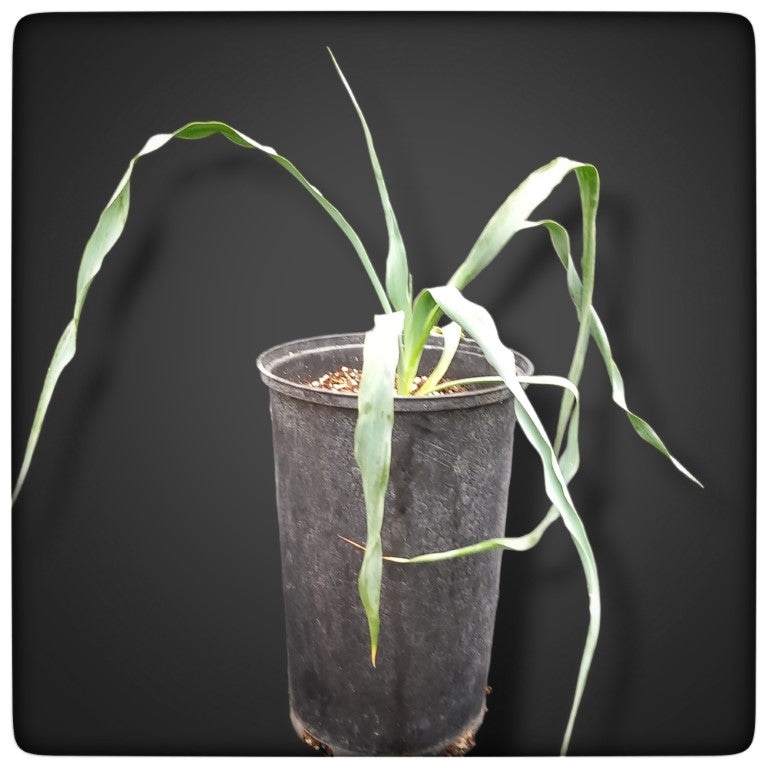 Yucca hybrid: (pallida x fil/flac) x pallida stem/plant/total 0/44/63 cm