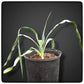 Yucca hybrid: (pallida x fil/flac) x pallida stem/plant/total 0/44/63 cm