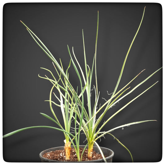 Yucca hybrid: (flacc. x glauca) x (flacc. x glauca) stem/plant/total 0+5+5/38/59 cm