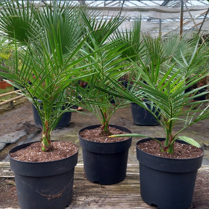 Phoenix canariensis