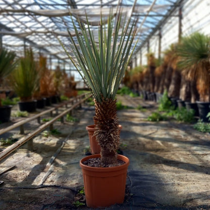 Yucca rigida