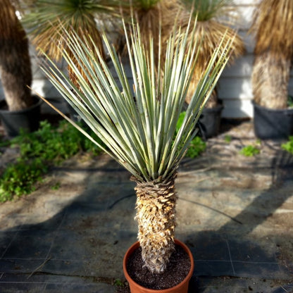 Yucca rigida