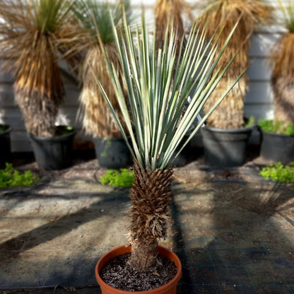 Yucca rigida