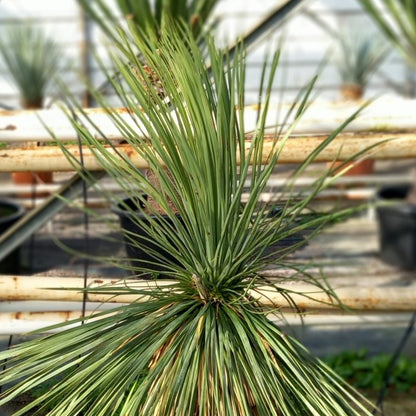 Yucca linearifolia