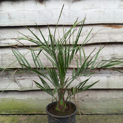 Butia capitata