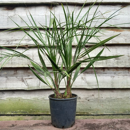 Butia capitata