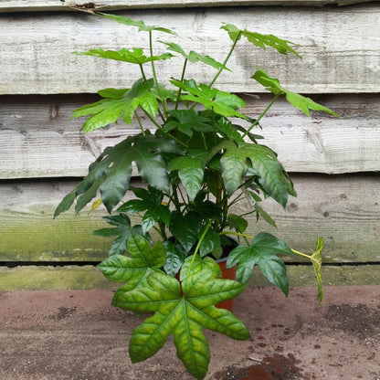 Fatsia japonica