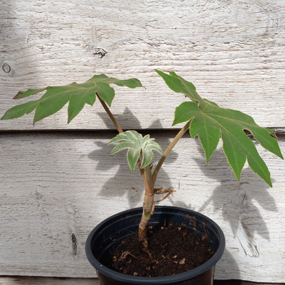 Tetrapanax papyrifera steroidal giant