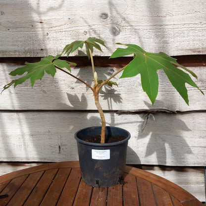 Tetrapanax papyrifera steroidal giant,