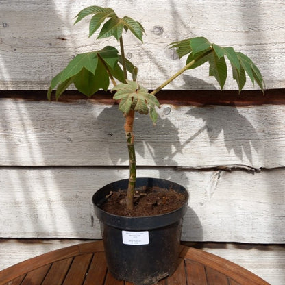 Tetrapanax papyrifera steroidal giant,