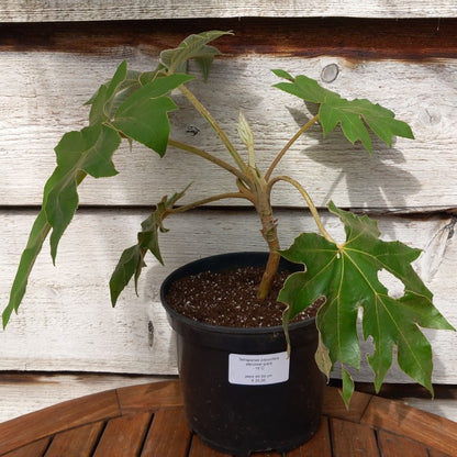 Tetrapanax papyrifera steroidal giant